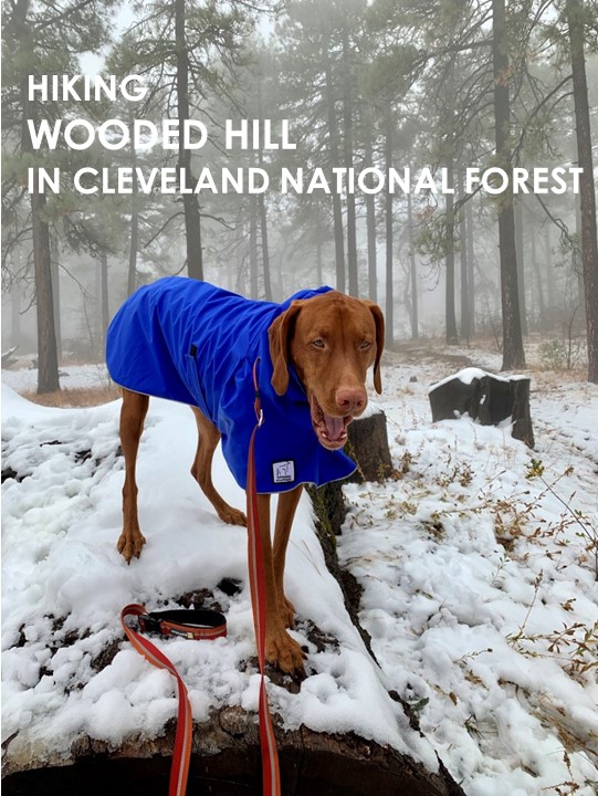 Wooded hill