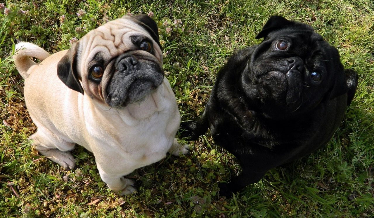 Boksör. Cins, karakter, bakım, hastalık, fotoğrafın tanımı. Pug resimleri. Köpek cinsi pug'un tanımı ve cinsin bakımı Köpekli bayan