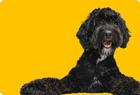 Black curly-haired dog on yellow background