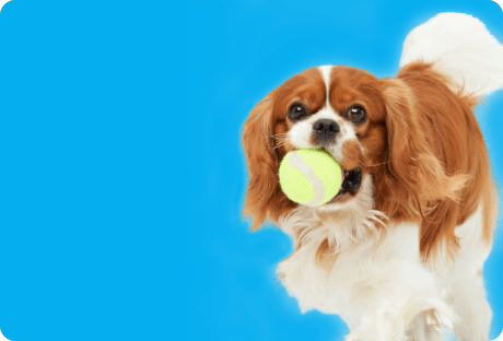 Small dog holding a tennis ball on blue background
