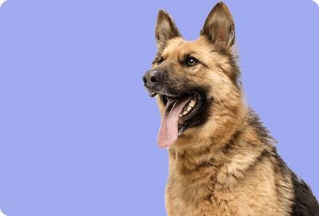 German Shepherd with tongue out on purple background