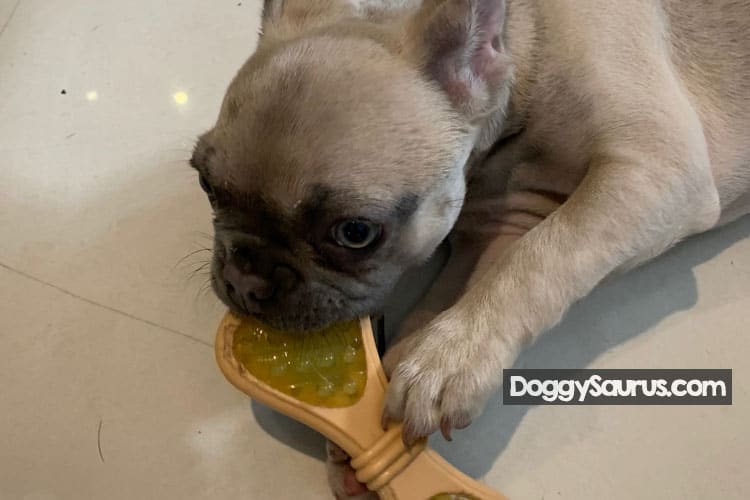 French bulldogs, or frenchies, are small dogs with big personalities! French Bulldog Puppy Teething Stages Timeline What To Expect