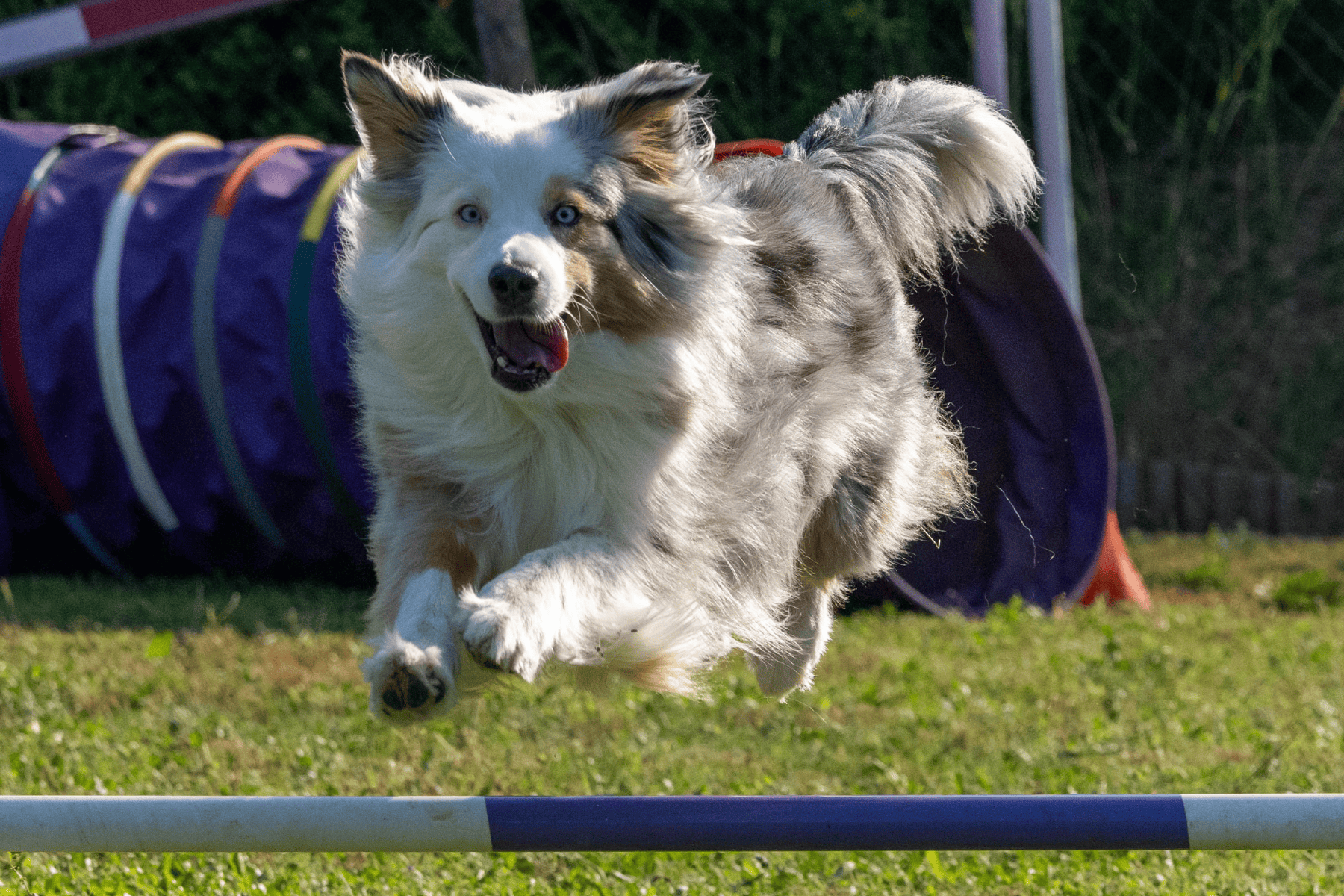 Chien en plein saut sur un parcours d’agility Doggy’sCool