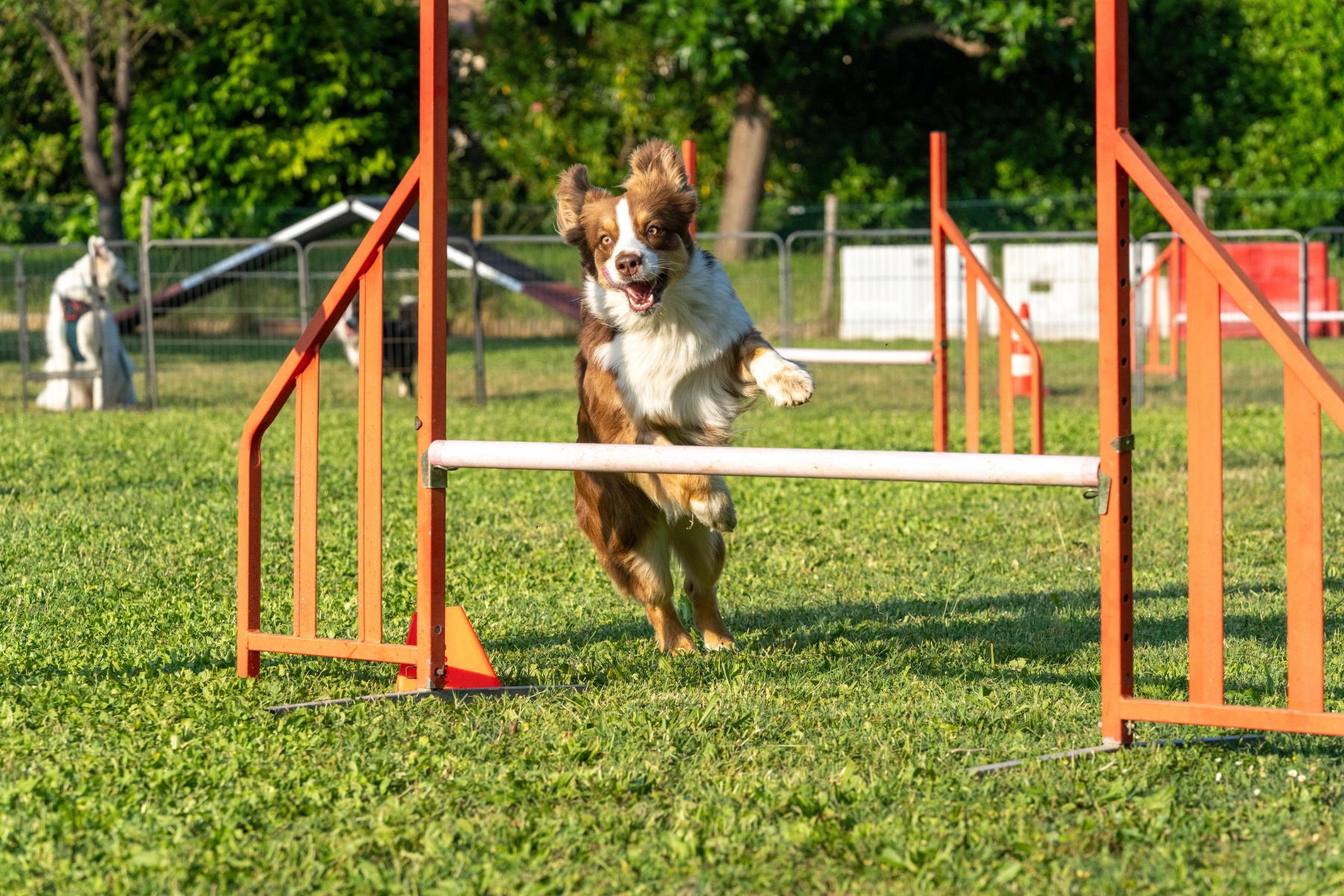 Chien en séance d’agility éducatif Doggy’sCool à Grasse