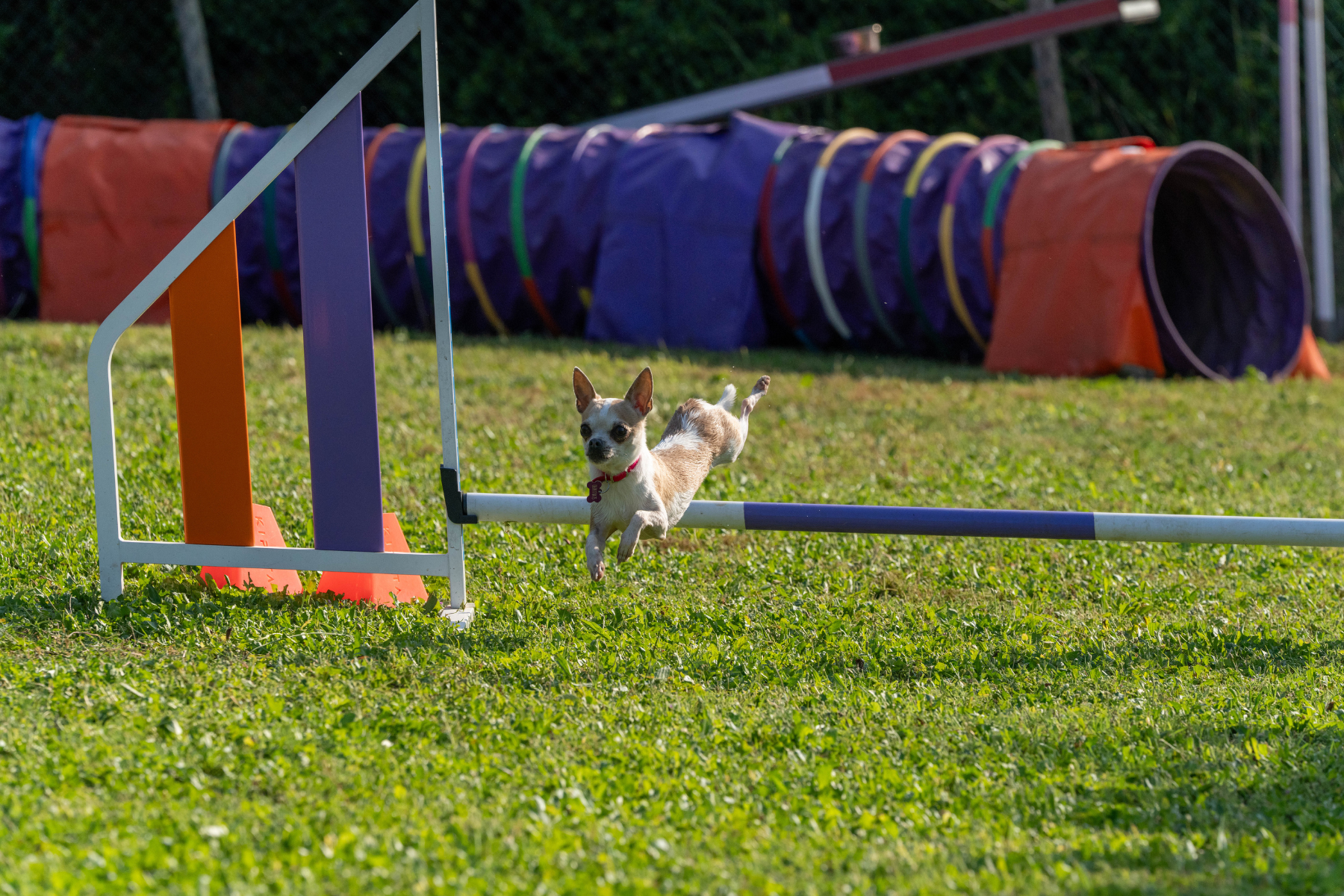 Chien en parcours hoopers Doggy’sCool