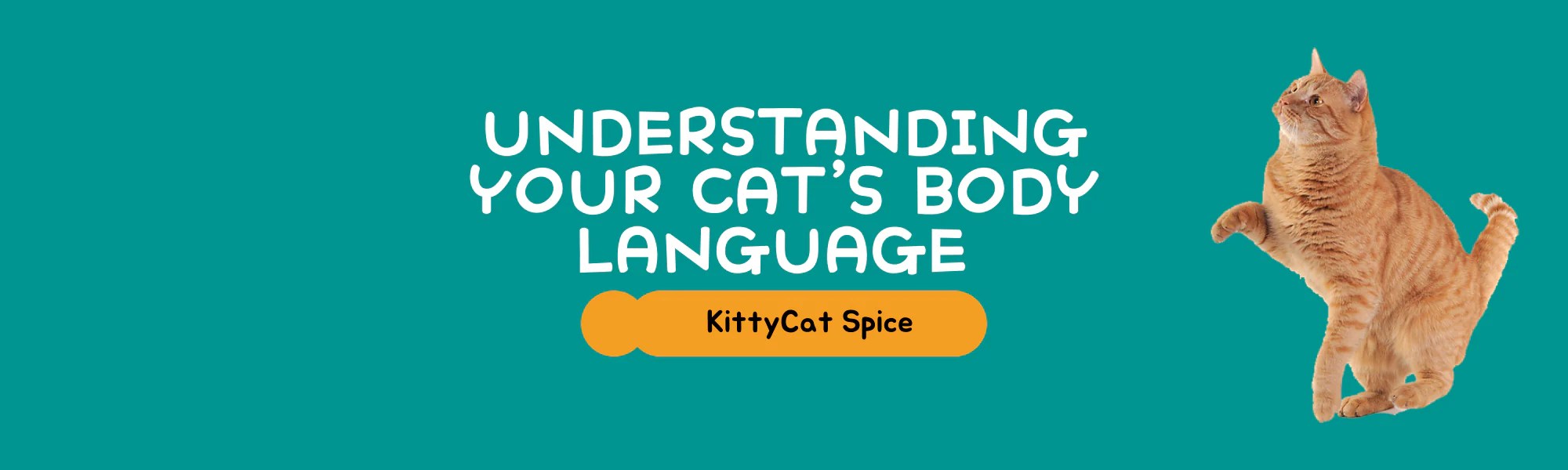 Understanding Your Cat S Body Language Doggy Spice