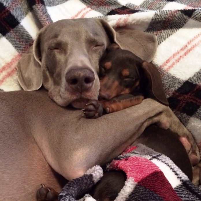 A Story of Unbreakable Friendship: Harlow, Sage, and the Healing Arrival of Indiana 7 b77811ed 8f31 3bb7 9c26 50e439c67d4f 1