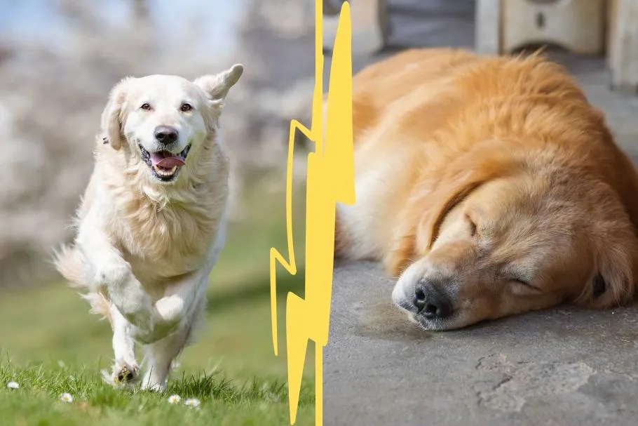 Male vs female golden retriever, doghib, healthy dog, lazy dog,