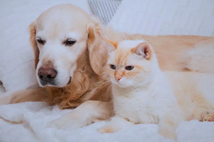 Male vs female golden retriever, doghib, golden retriever with cat,