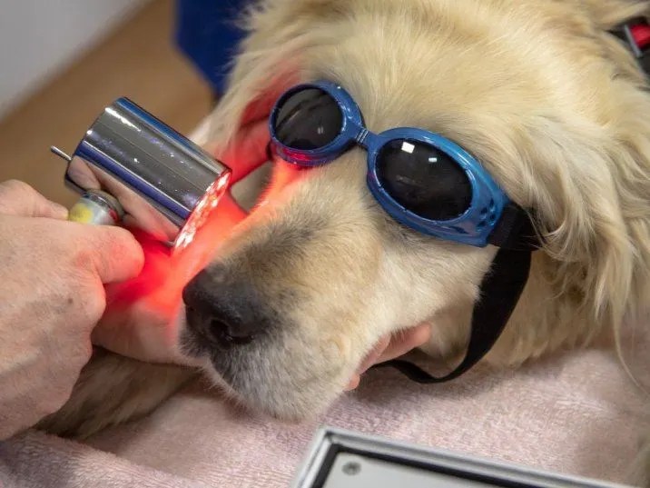 Golden retriever checkup