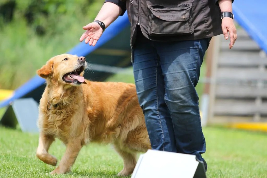 golden retriever playing with owner