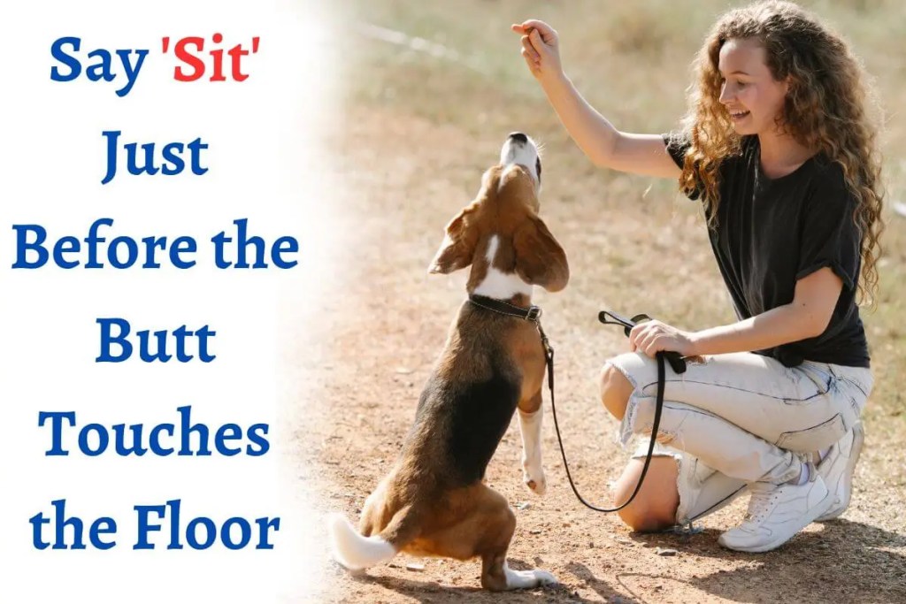 person and a dog, dog training, dog sit training, sit command training