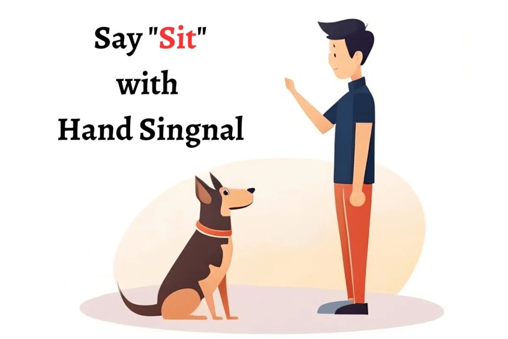 person and a dog, dog training, dog sit training, sit command training