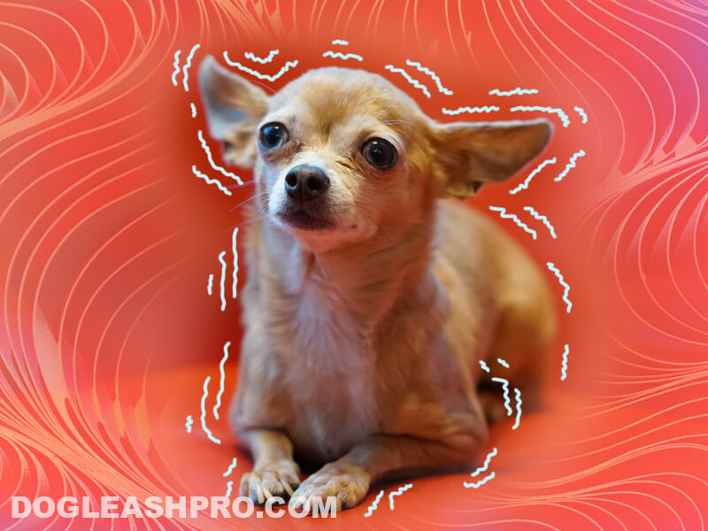 As a retired 68 yo man, on a fixed income, this possibility was especially frightening. Why Do Chihuahuas Shake 21 Surprising Reasons Dog Leash Pro