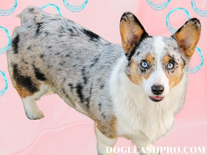 Looking for pembroke welsh corgi facts? Merle Corgi Complete Guide Dog Leash Pro