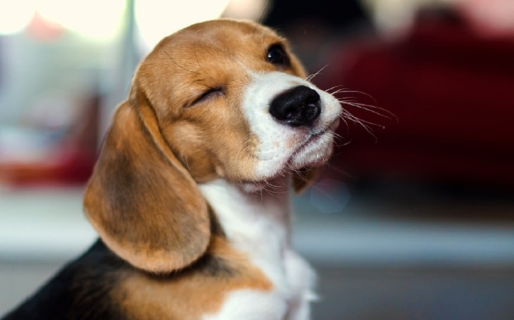 Even though each species has its own distinct looks and characteristics. English Foxhound Puppies Behavior and Characteristics in