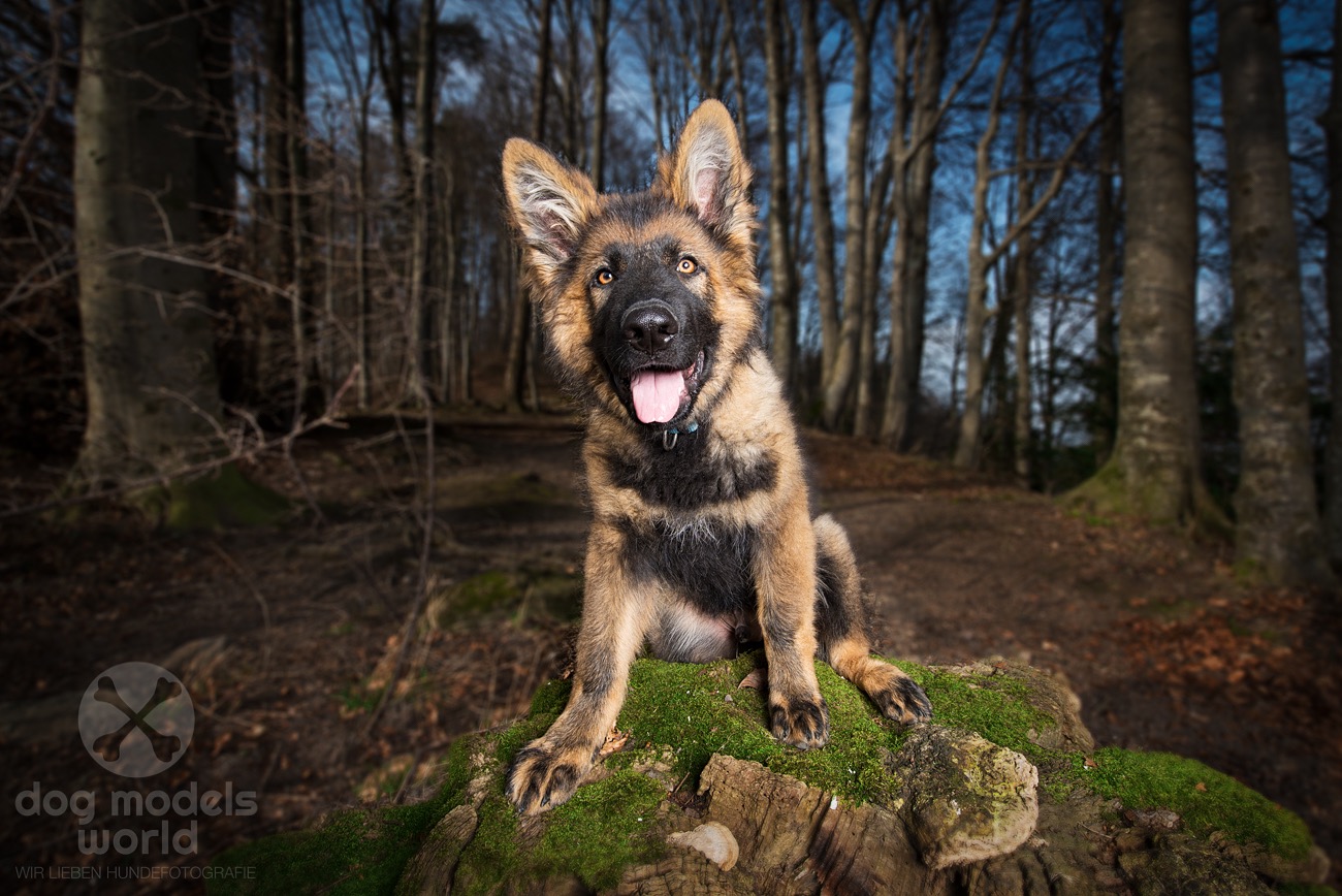 dogmodelsworld-flash