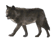 Wolf--Animated.gif