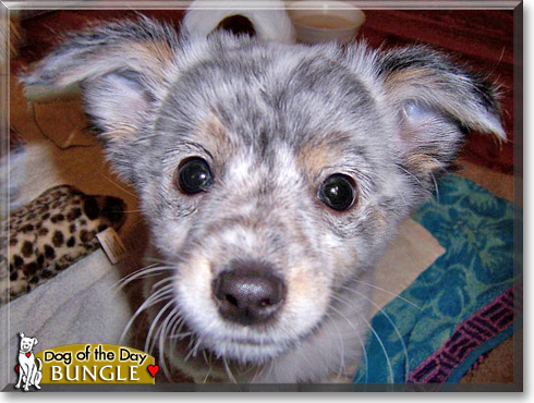 Bungle, the Dog of the Day Bungle, the Dog of the Day