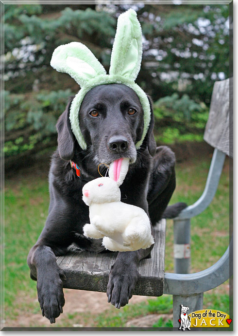 Jack, the Dog of the Day