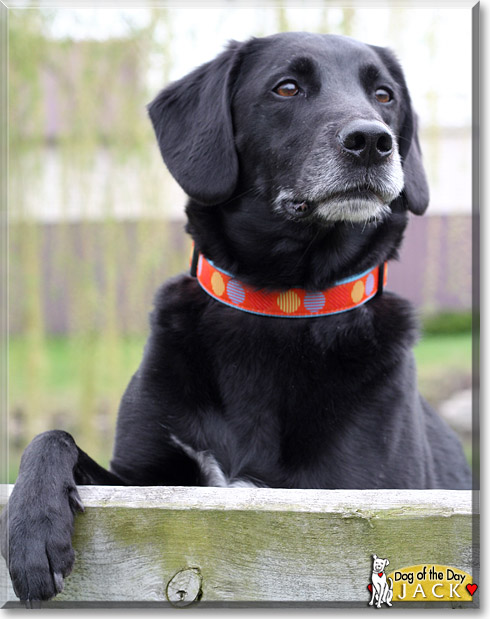 Jack, the Dog of the Day