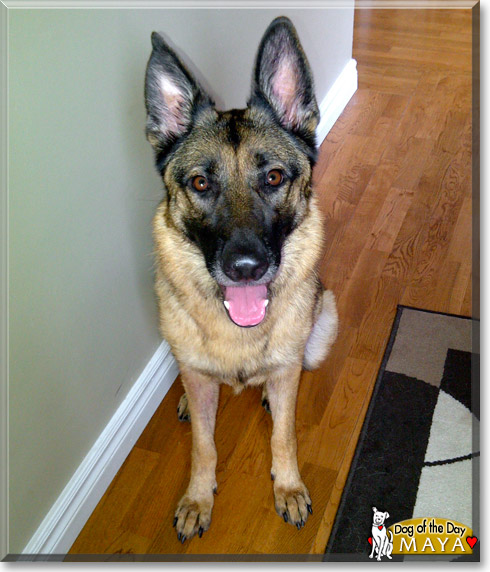 Maya, the Dog of the Day Maya, the Dog of the Day