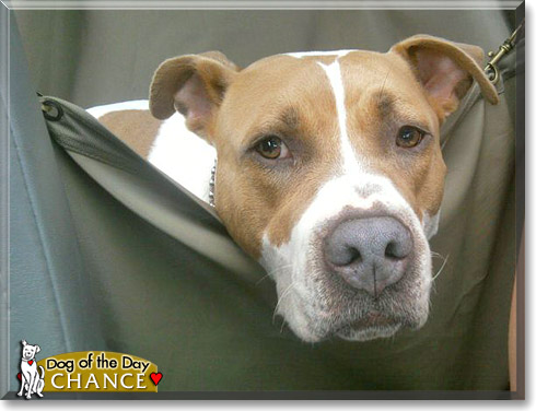 Chance, the Dog of the Day