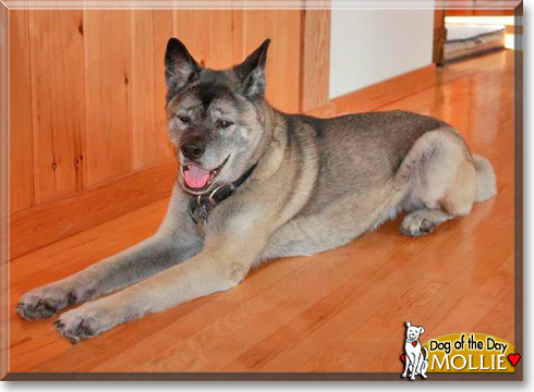 Mollie, the Dog of the Day