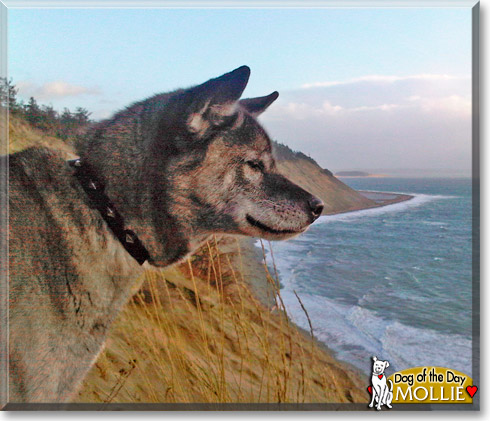 Mollie, the Dog of the Day