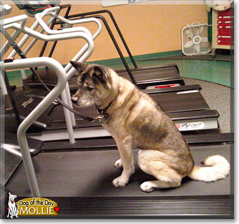 Mollie, the Dog of the Day