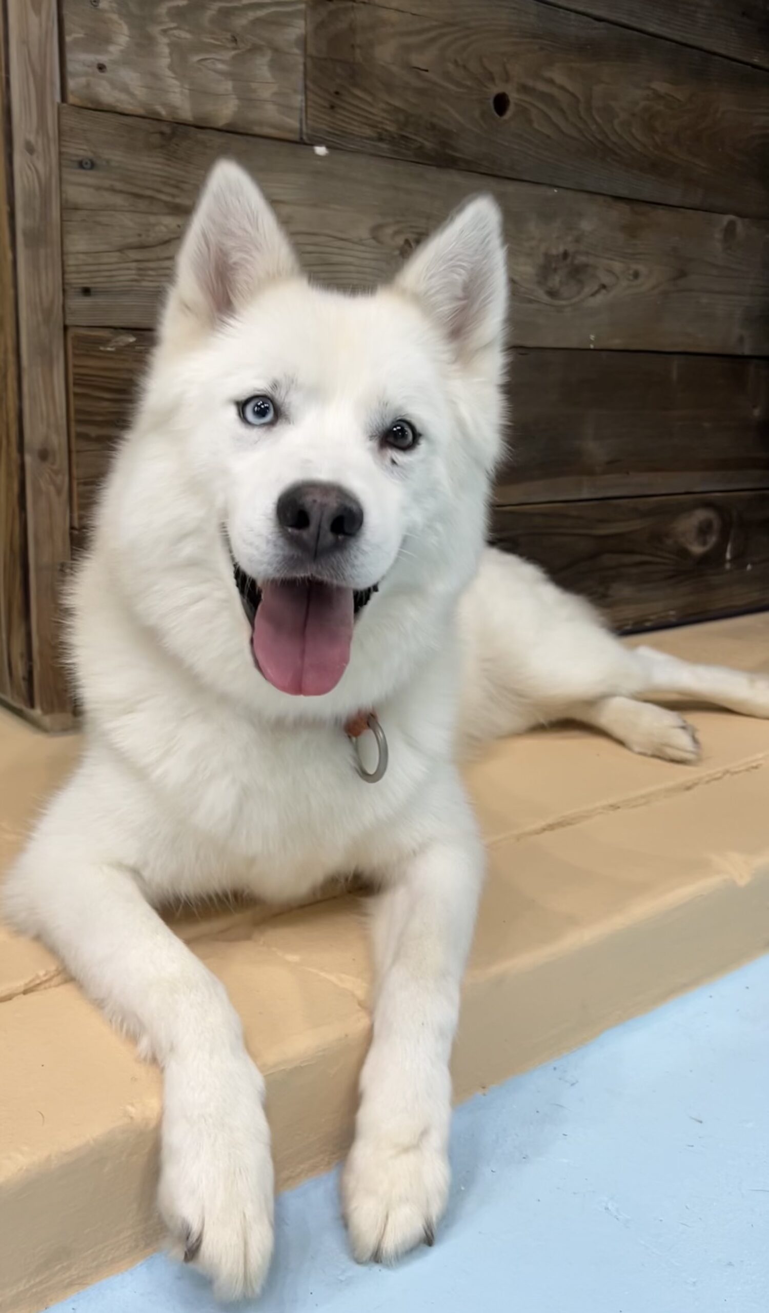 happy feet husky
