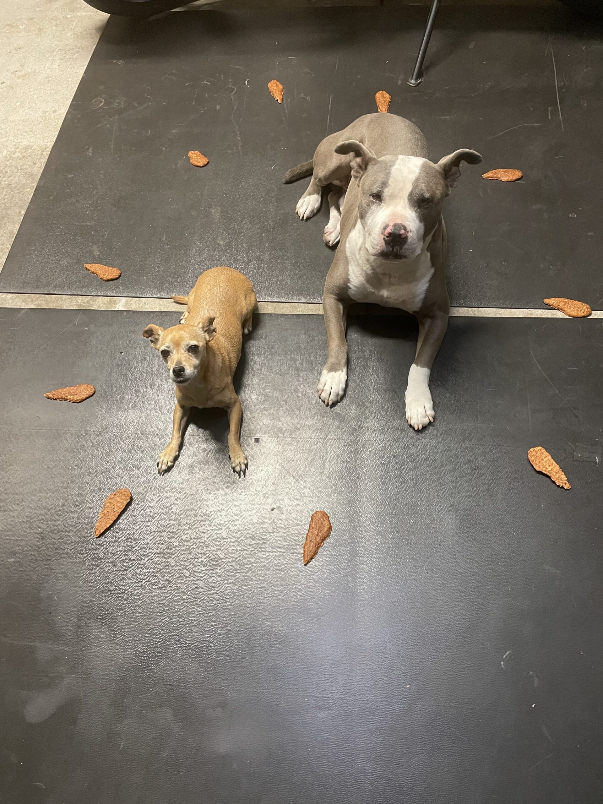 training pitbull and chihuahua