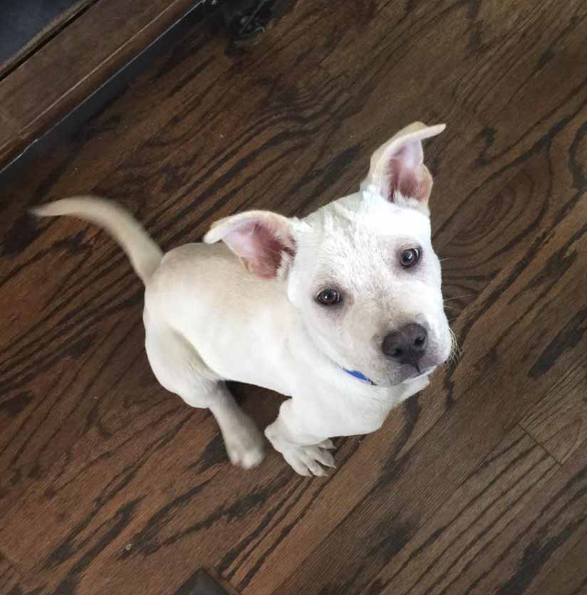 If you have reached the naming step, that probably means you have a new dog. Ghost and Peanut the Labrador, Australian Cattle Dog Mix