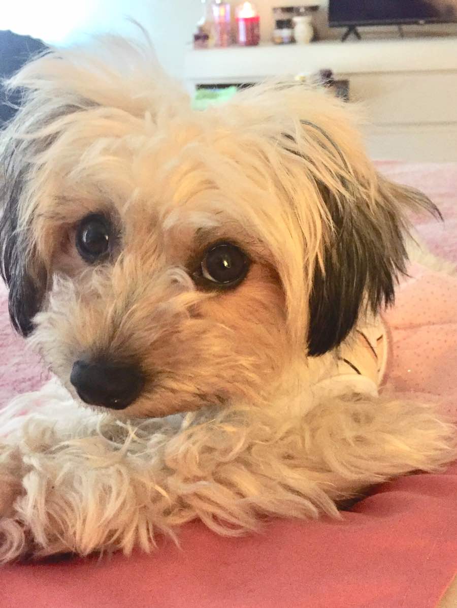 Chloe the maltese, yorkshire terrier mix