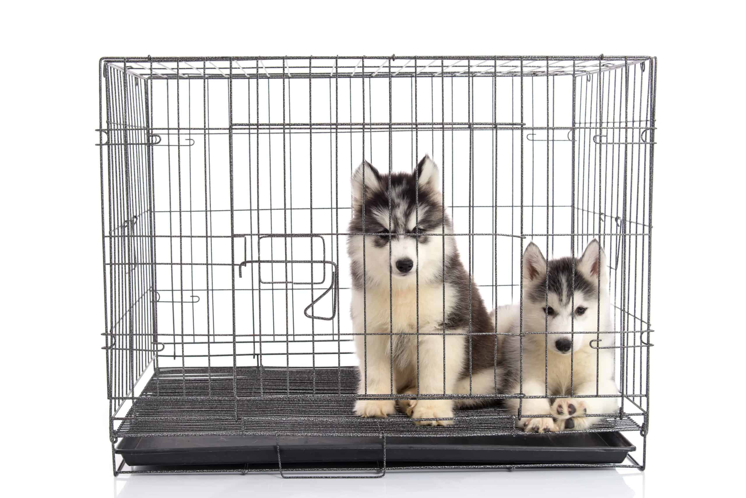 How big a crate does a 60 pound dog need