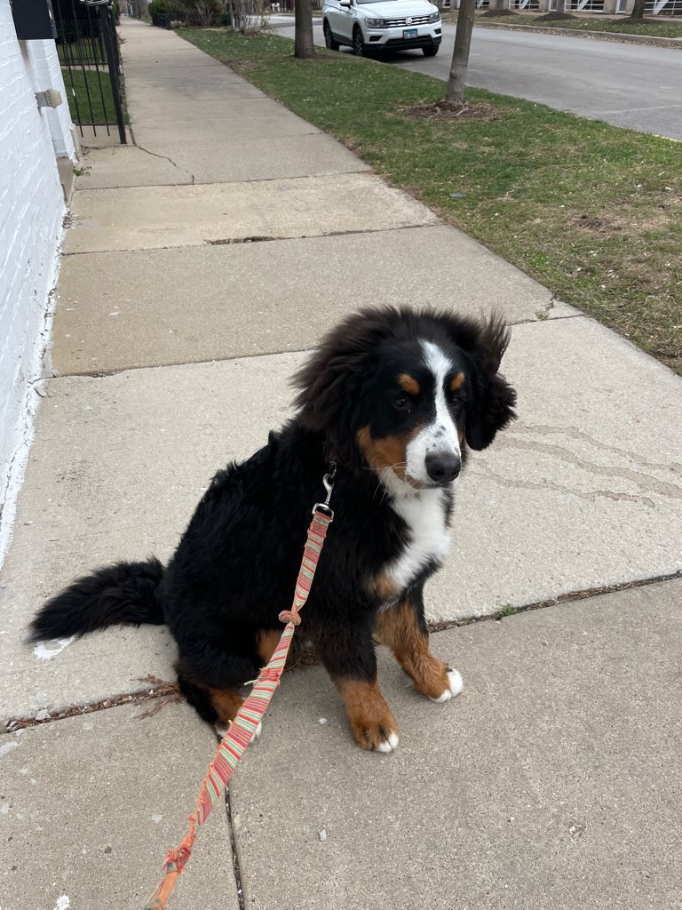 dog-walker-accolades