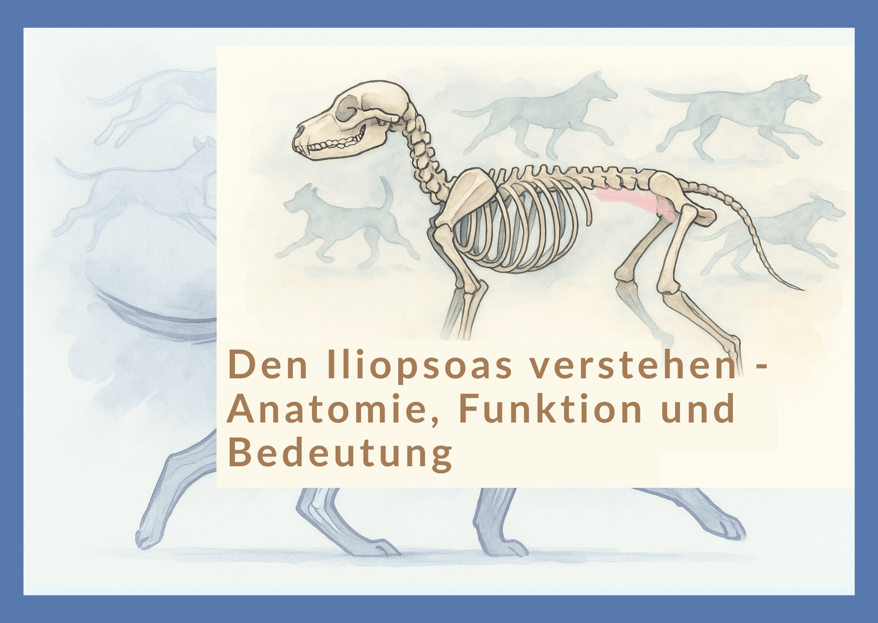 Vortrag – „Den „Iliopsoas“ verstehen – Anatomie, Funktion und Bedeutung“