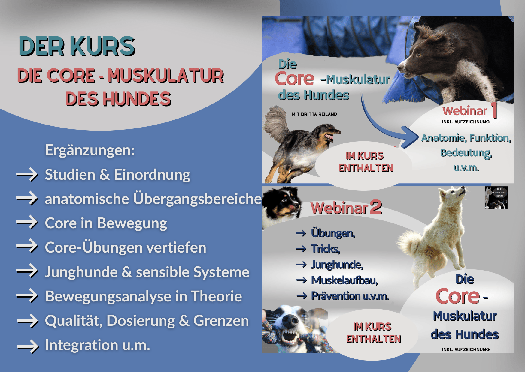 Kurs – Die Core – Muskulatur des Hundes – der Kurs