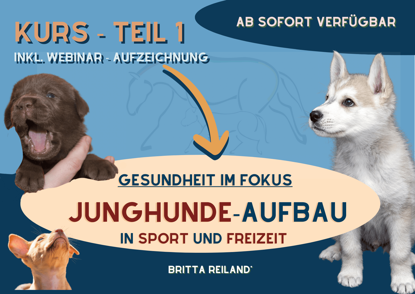 Kurs – Junghunde – Förderprogramme verstehen – gesundheitsorientiert entscheiden