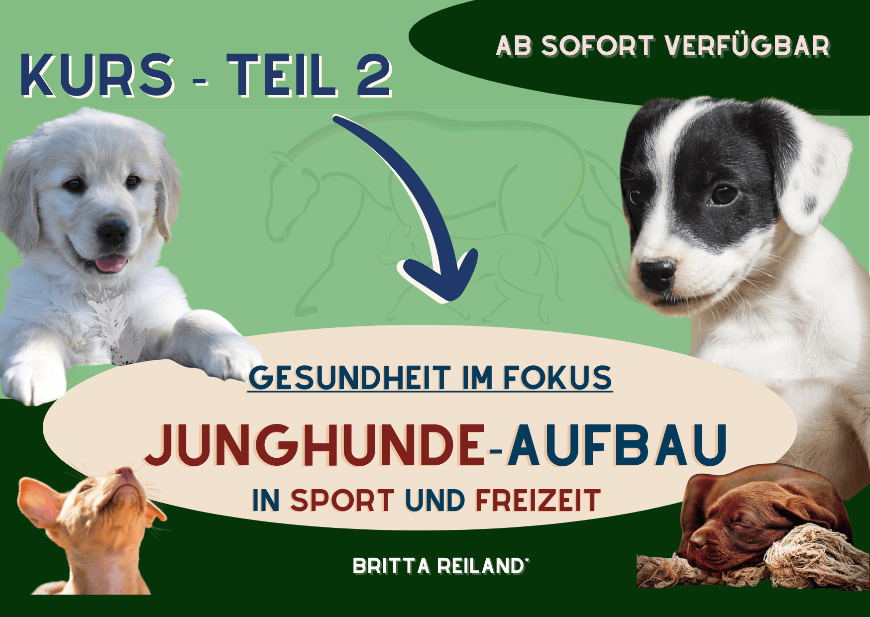 KURS Gesunder Junghundeaufbau – vom Wissen ins Handeln