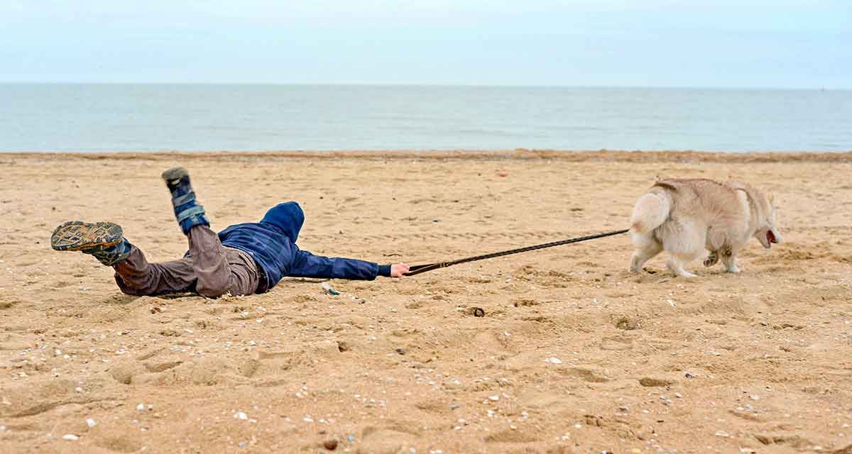 There is a long list of why dogs are such a wonderful companion to have, some of the reasons include their loyal nature, their loving disposition, and protective instincts. When Your Dog Will Not Stop Pulling On The Leash