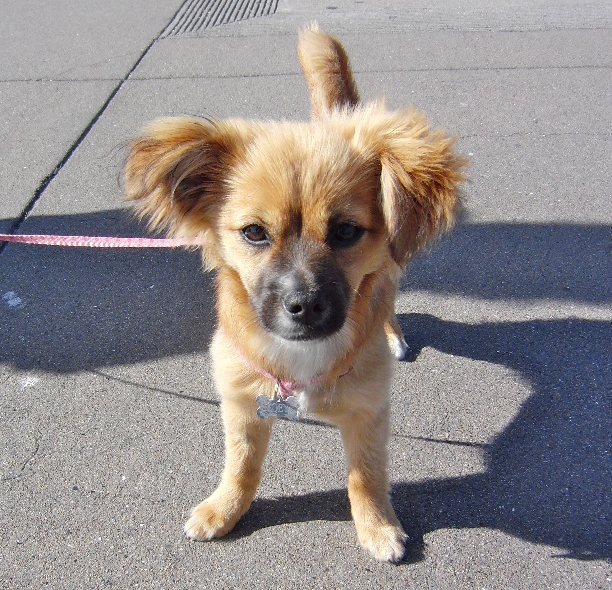 Both of these parent breeds have been around for quite some time. Donât you recognize me? Iâm (ta-DAH) Super Pup! | The Dogs
