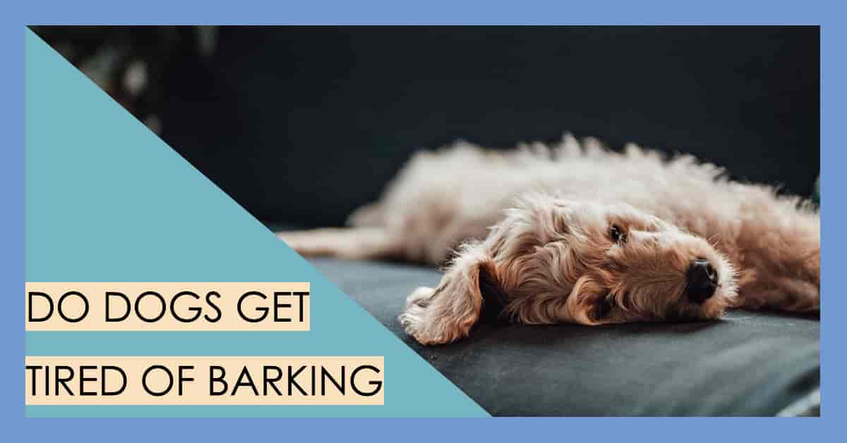 Do dogs get tired of barking? unveiling the truth behind canine vocalization