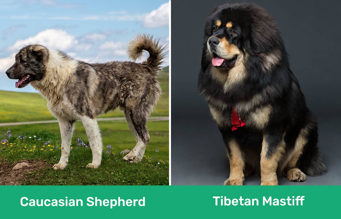Caucasian Shepherd Vs Tibetan Mastiff: Fierce Giants Clash