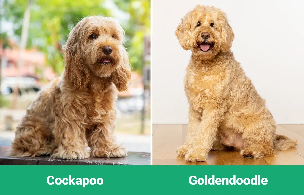 Cockapoo Vs Mini Goldendoodle: Best Pooch Pick?