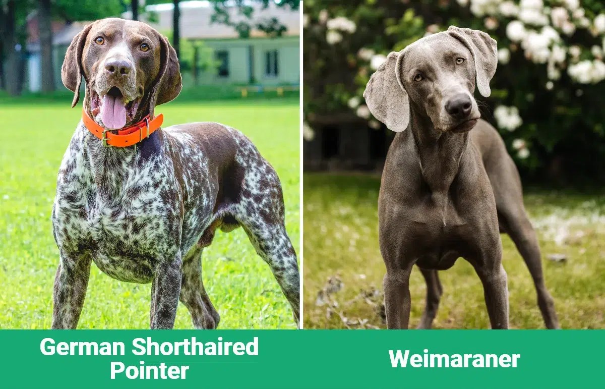 German Shorthaired Pointer Vs Weimaraner: Ultimate Breed Comparison