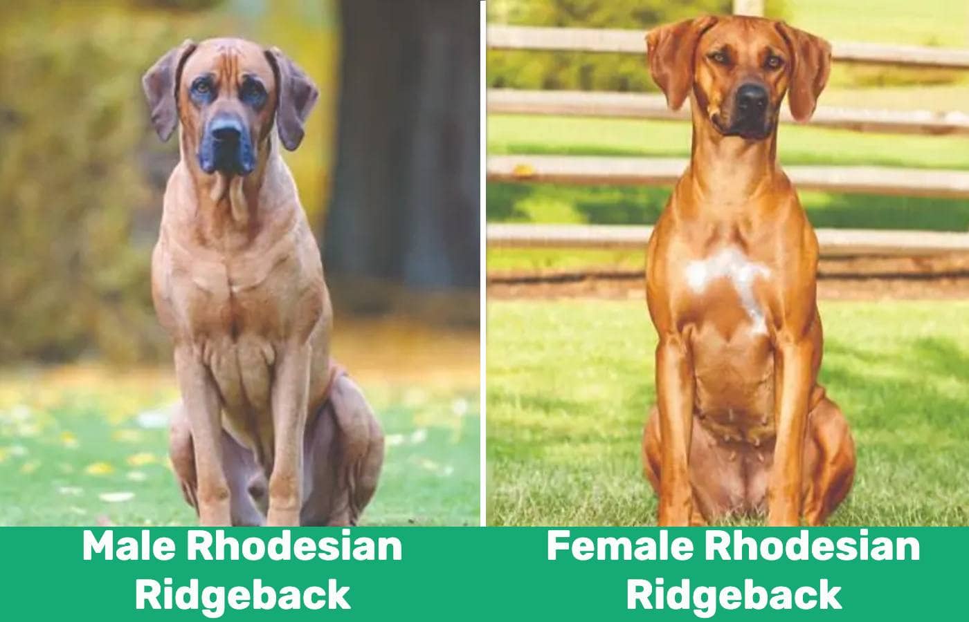 Male Vs Female Rhodesian Ridgeback: Unveiling Differences