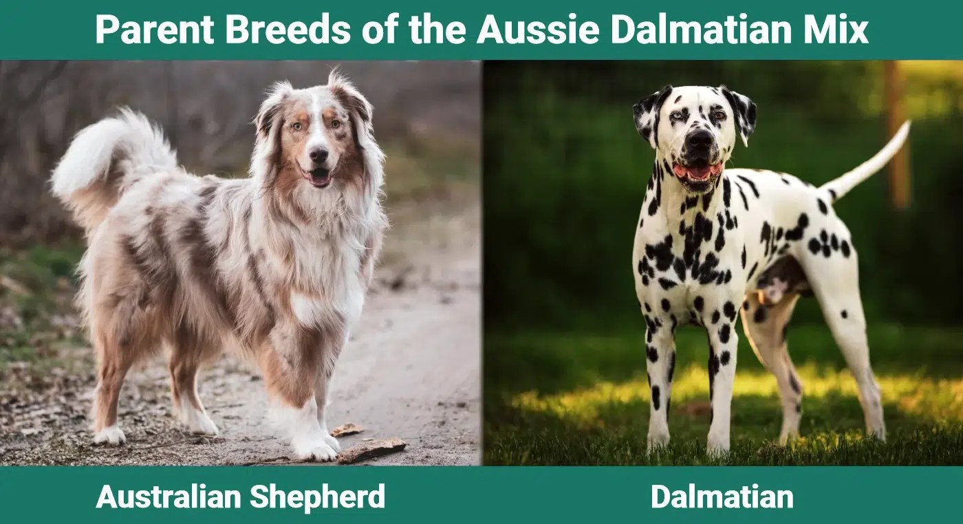 Aussie Dalmatian Mix: Unleashing Unique Charm!