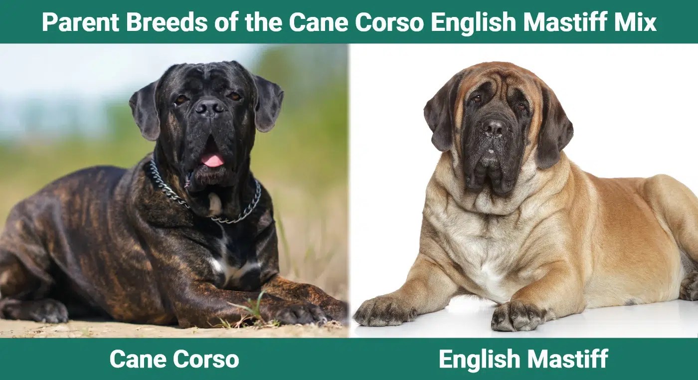 Cane Corso English Mastiff Mix: Gentle Giants Unveiled
