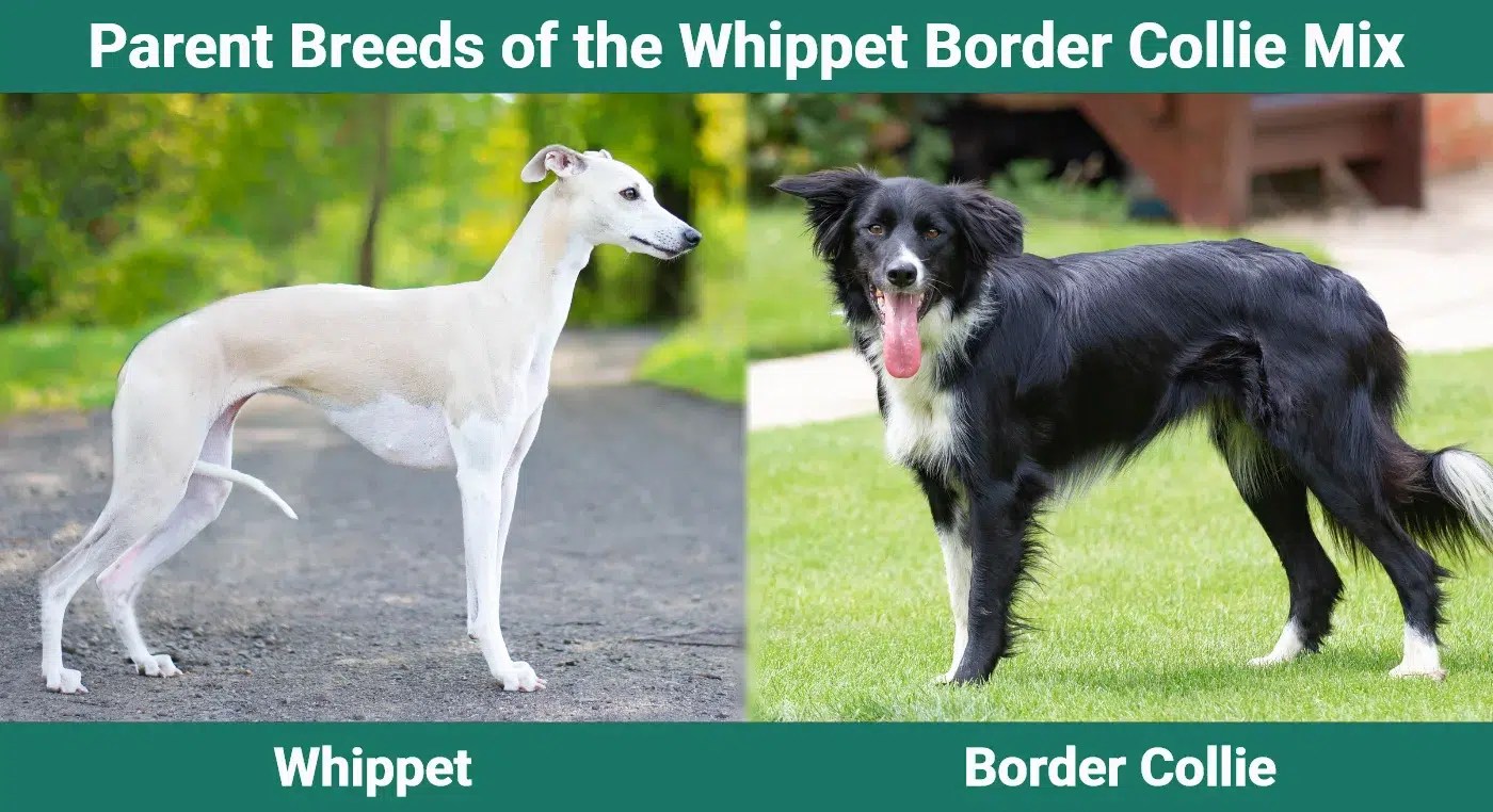 Whippet Border Collie Mix: Unleashing the Hybrid Vigor